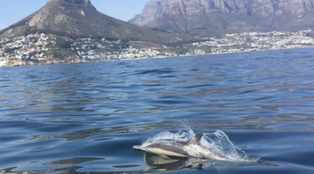 Marine Big 5 Ocean Safari Tour